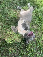 Gray , a female American Pit Bull Terrier for sale in Eatonton, GA – 4 of 4