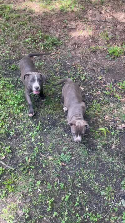 Gray , a female American Pit Bull Terrier for sale in Eatonton, GA – 3 of 4