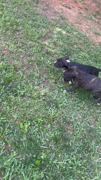 Sparta, a female American Pit Bull Terrier for sale in Eatonton, GA – 3 of 3