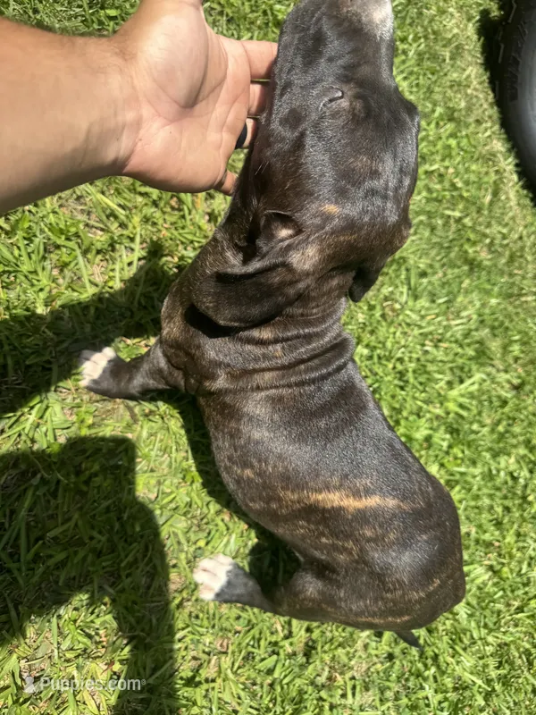 Sparta – American Pit Bull Terrier puppy for sale in Eatonton, GA