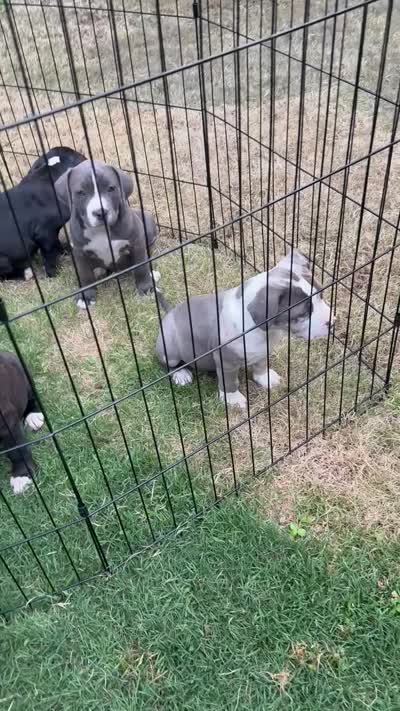 Bella, a female American Pit Bull Terrier for sale in Eatonton, GA – 2 of 5