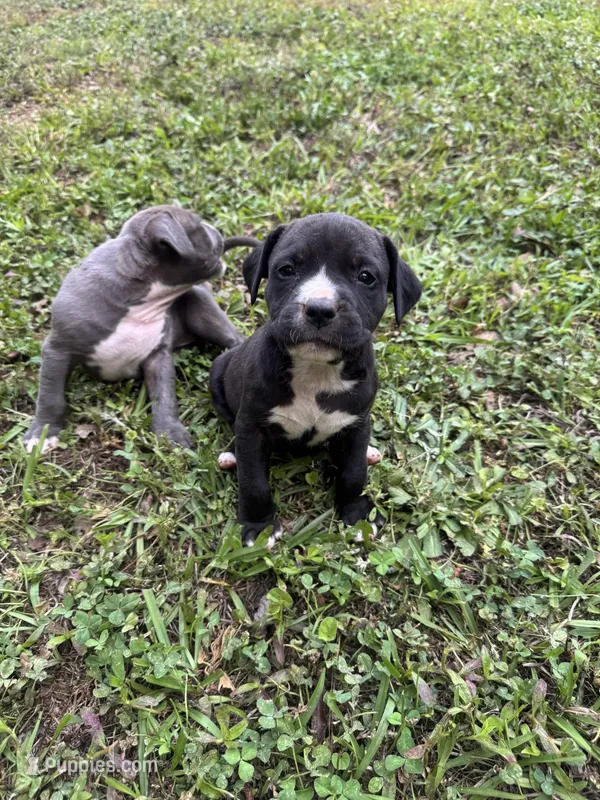 Dulce – American Pit Bull Terrier puppy for sale in Eatonton, GA
