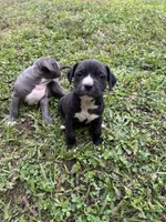 Dulce, a female American Pit Bull Terrier for sale in Eatonton, GA – Photo 1 of 2