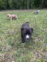 Dulce, a female American Pit Bull Terrier for sale in Eatonton, GA – Photo 2 of 2
