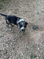 Bella, a female American Pit Bull Terrier for sale in Eatonton, GA – 4 of 5