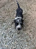 Bella, a female American Pit Bull Terrier for sale in Eatonton, GA – 5 of 5