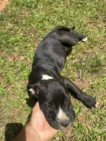 Luna, a female American Pit Bull Terrier for sale in Eatonton, GA – 3 of 3