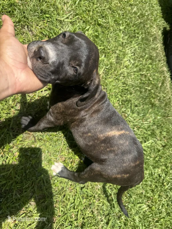 Kira – American Pit Bull Terrier puppy for sale in Eatonton, GA