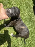 Sparta, a female American Pit Bull Terrier for sale in Eatonton, GA – 2 of 3