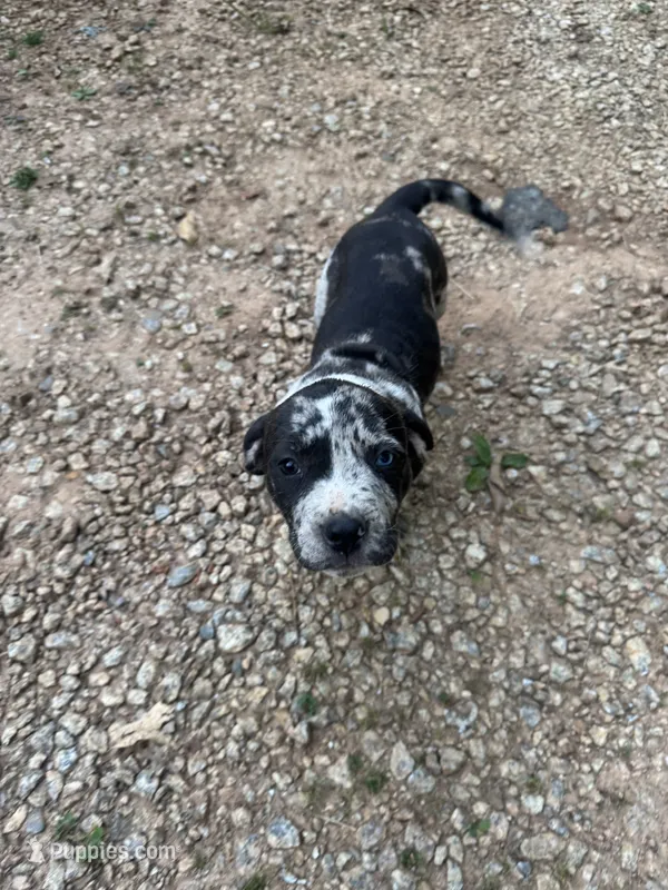 Bella – American Pit Bull Terrier puppy for sale in Eatonton, GA