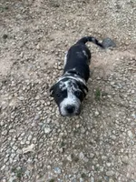 Bella, a female American Pit Bull Terrier for sale in Eatonton, GA – 1 of 5