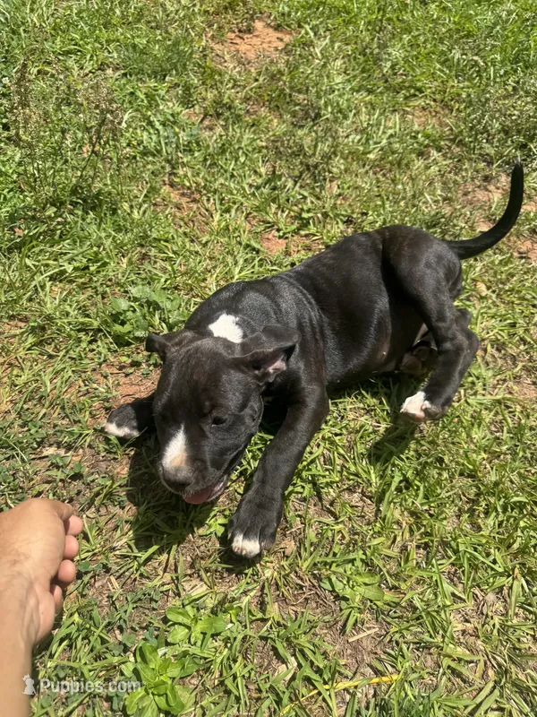 Dulce – American Pit Bull Terrier puppy for sale in Eatonton, GA