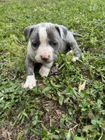 Bella, a female American Pit Bull Terrier for sale in Eatonton, GA – Photo 1 of 4