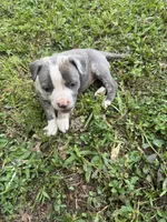 Bella, a female American Pit Bull Terrier for sale in Eatonton, GA – Photo 2 of 4