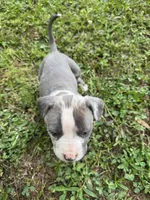 Bella, a female American Pit Bull Terrier for sale in Eatonton, GA – Photo 3 of 4