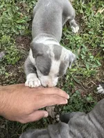 Bella, a female American Pit Bull Terrier for sale in Eatonton, GA – Photo 4 of 4