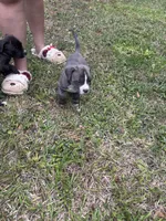 Gray , a female American Pit Bull Terrier for sale in Eatonton, GA – Photo 4 of 4