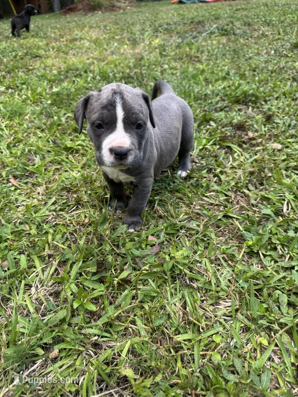 Gray  – American Pit Bull Terrier puppy for sale in Eatonton, GA