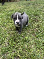 Gray , a female American Pit Bull Terrier for sale in Eatonton, GA – Photo 1 of 4