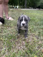 Gray , a female American Pit Bull Terrier for sale in Eatonton, GA – Photo 3 of 4