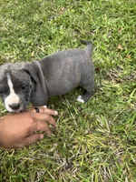 Gray , a female American Pit Bull Terrier for sale in Eatonton, GA – Photo 2 of 4