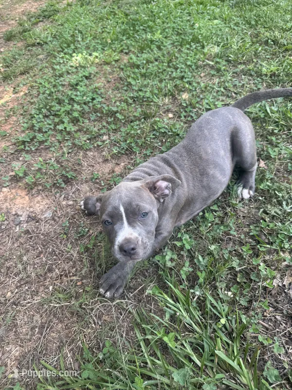 Gray  – American Pit Bull Terrier puppy for sale in Eatonton, GA