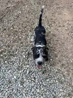 Bella, a female American Pit Bull Terrier for sale in Eatonton, GA – 3 of 5