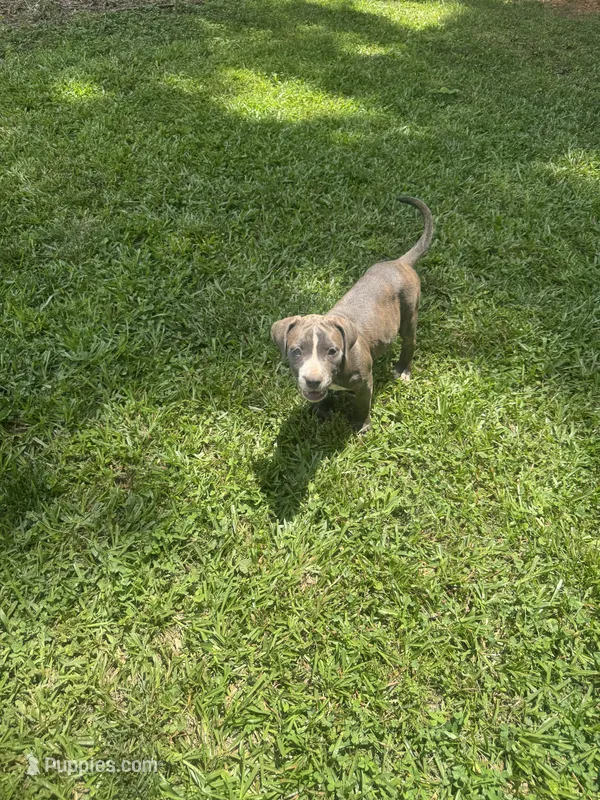 Blue – American Pit Bull Terrier puppy for sale in Eatonton, GA