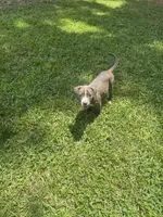 Blue, a female American Pit Bull Terrier for sale in Eatonton, GA – 1 of 3