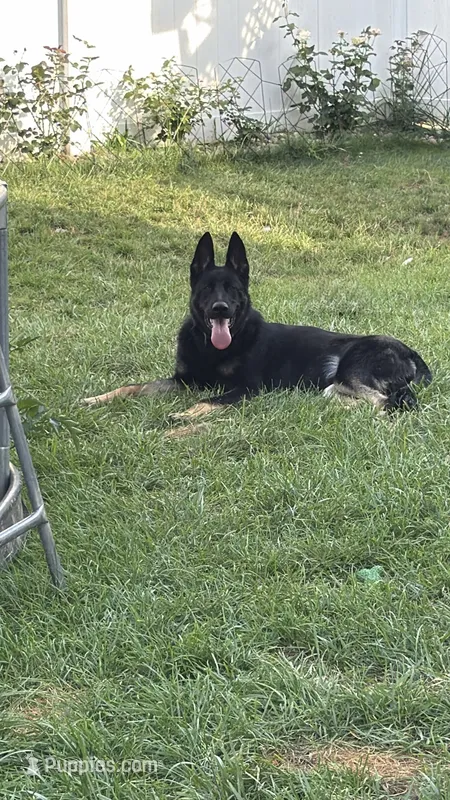 Predator  – German Shepherd Dog puppy for sale in Union, NJ