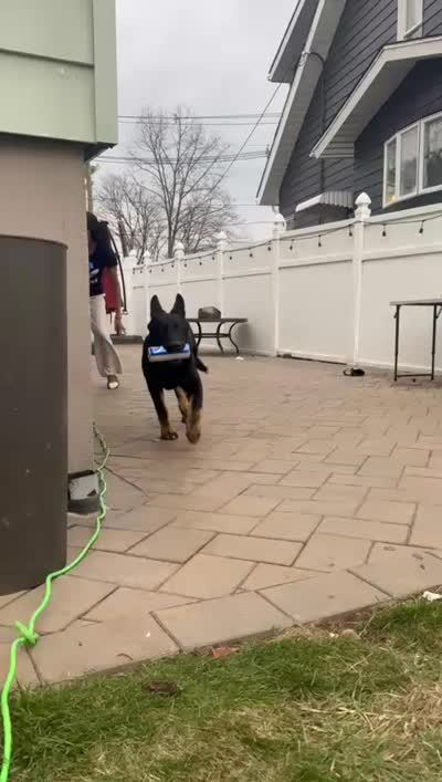 Predator , a male German Shepherd Dog for sale in Union, NJ – 4 of 7