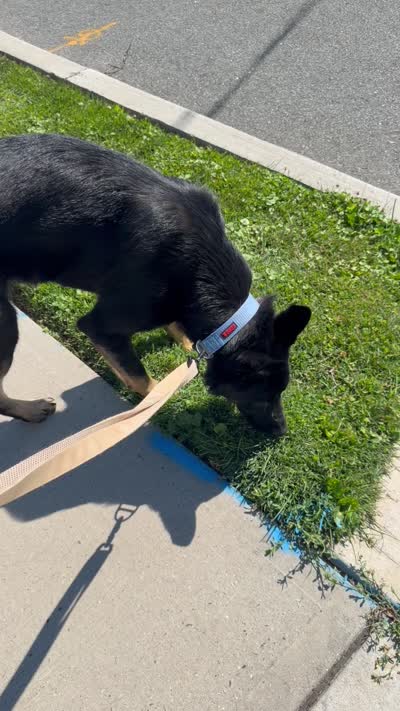 Predator , a male German Shepherd Dog for sale in Union, NJ – 6 of 7