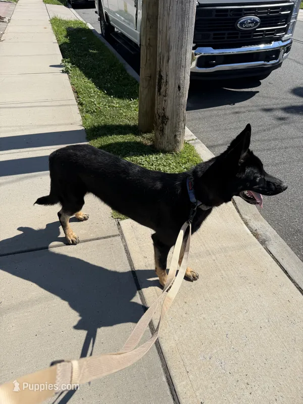 Predator  – German Shepherd Dog puppy for sale in Union, NJ