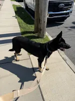 Predator , a male German Shepherd Dog for sale in Union, NJ – 3 of 7