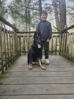 Predator , a male German Shepherd Dog for sale in Union, NJ – 2 of 7