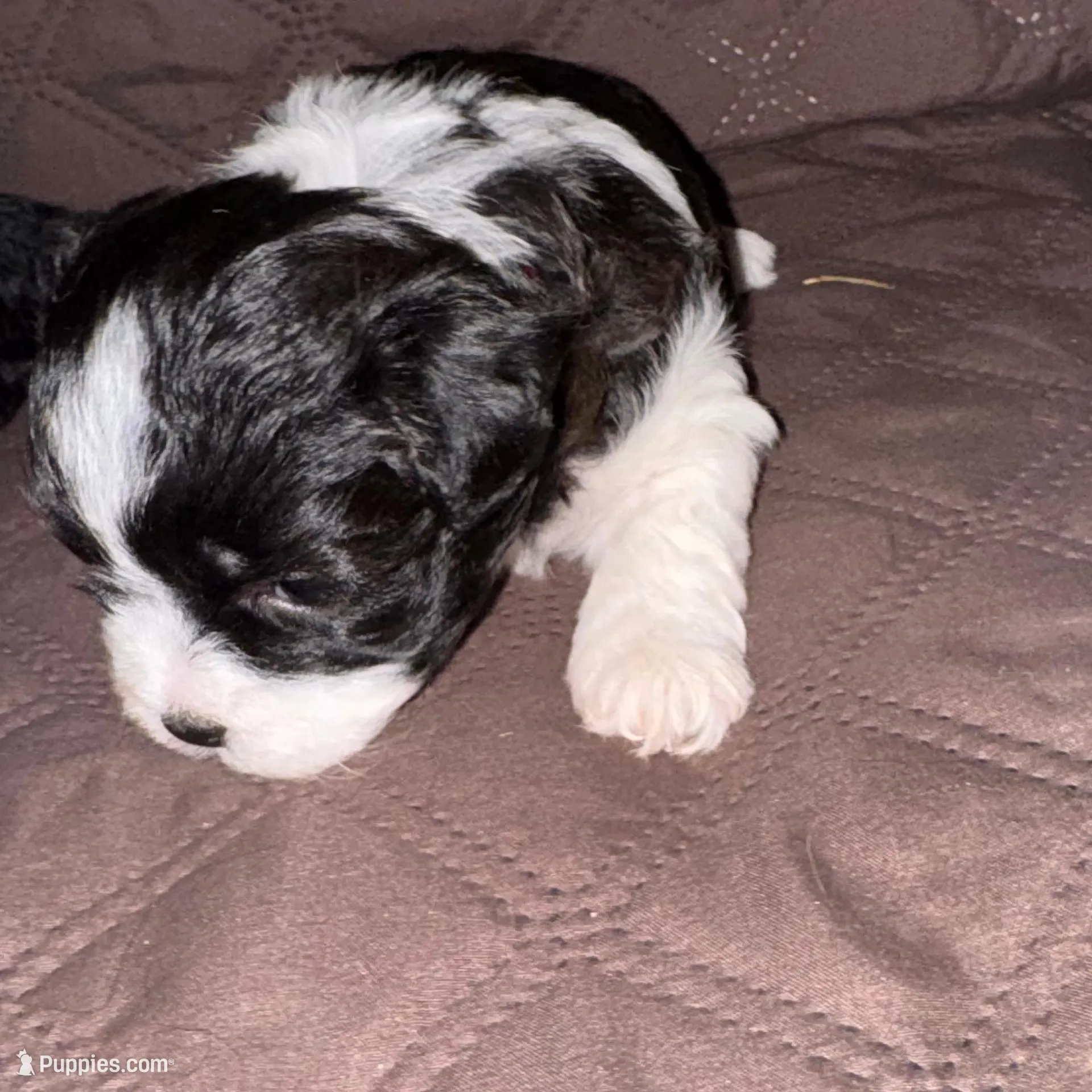 Baby, a female Havanese and Shih Tzu for sale in Mitchell, SD – Photo 1 of 1