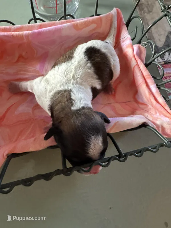 Girl 3 – Havanese, Shih Tzu puppy for sale in Mitchell, SD