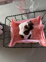 Girl 3, a female Havanese and Shih Tzu for sale in Mitchell, SD – Photo 2 of 2