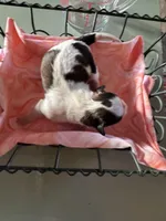 Boy 1, a male Havanese and Shih Tzu for sale in Mitchell, SD – Photo 1 of 2