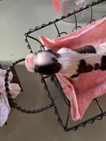 Boy 1, a male Havanese and Shih Tzu for sale in Mitchell, SD – Photo 2 of 2