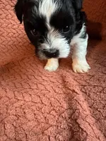 Pearcy, a male Havanese and Shih Tzu for sale in Mitchell, SD – Photo 2 of 4