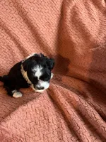 Pearcy, a male Havanese and Shih Tzu for sale in Mitchell, SD – Photo 4 of 4