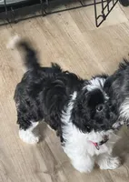 Percy, a male Havanese and Shih Tzu for sale in Mitchell, SD – Photo 5 of 5