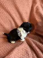 Pearcy, a male Havanese and Shih Tzu for sale in Mitchell, SD – Photo 3 of 4