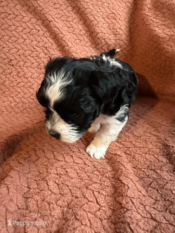 Pearcy – Havanese, Shih Tzu puppy for sale in Mitchell, SD