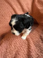 Pearcy, a male Havanese and Shih Tzu for sale in Mitchell, SD – Photo 1 of 4