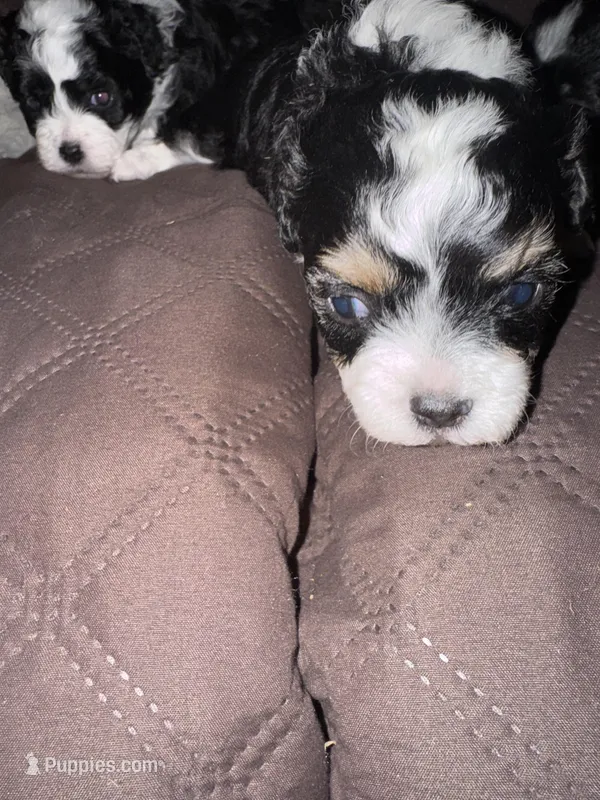 Ruff – Havanese, Shih Tzu puppy for sale in Mitchell, SD