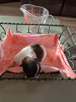 Girl 2, a female Havanese and Shih Tzu for sale in Mitchell, SD – Photo 2 of 3