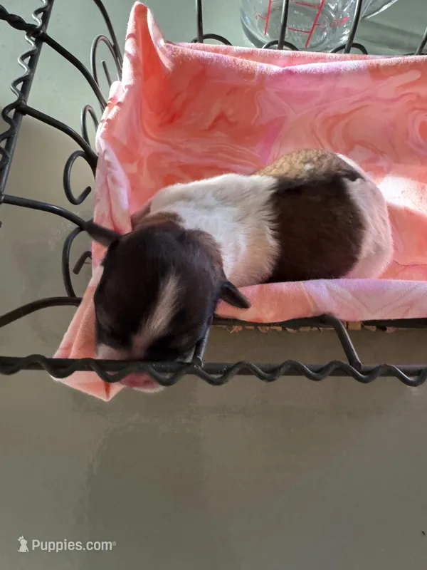 Girl 2 – Havanese, Shih Tzu puppy for sale in Mitchell, SD