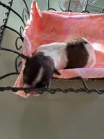 Girl 2, a female Havanese and Shih Tzu for sale in Mitchell, SD – Photo 1 of 3